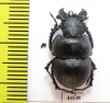 Lethrus mucronatus, male  Uzbekistan - INSECTS-STORE.RU