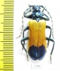 Dorcasomus delegorguei, female  South Africa Rep.  - INSECTS-STORE.RU