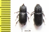 Sinodendron cylindricum, pair  Russia, Krasnodar reg. - INSECTS-STORE.RU