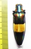 Chrysochroa toulgoeti  Malaysia - INSECTS-STORE.RU