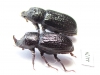 Sinodendron cylindricum, pair  Russia, Krasnodar reg. - INSECTS-STORE.RU