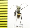 Formicidae sp.  Australia - INSECTS-STORE.RU