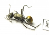 Formicidae sp.  Australia - INSECTS-STORE.RU