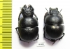 Lethrus karateginicus, pair  Tajikistan - INSECTS-STORE.RU