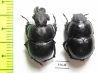 Lethrus turkestanicus, pair  Uzbekistan - INSECTS-STORE.RU