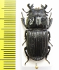 Nigidius divergens  Zambia  27mm - INSECTS-STORE.RU