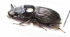 Nigidius divergens  Zambia  27mm - INSECTS-STORE.RU