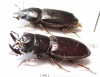 Novonigidius kirchneri, pair  Indonesia, Sulawesi  23mm - INSECTS-STORE.RU