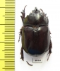 Dynastinae sp.  Indonesia, Java - INSECTS-STORE.RU