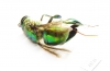 Hymenoptera sp.  Peru - INSECTS-STORE.RU