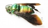 Hymenoptera sp.  Peru - INSECTS-STORE.RU