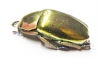 Chrysina aurigans  Costa Rica - INSECTS-STORE.RU