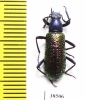 Tenebrionidae sp.  Guinee   - INSECTS-STORE.RU