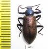 Metallonotus speciosus elegans  Guinee - INSECTS-STORE.RU