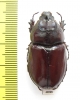 Oryctes boas, male  Madagascar - INSECTS-STORE.RU