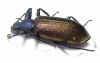 Metallonotus speciosus elegans  Guinee - INSECTS-STORE.RU