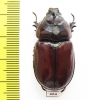 Oryctes boas, male  Madagascar - INSECTS-STORE.RU