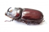 Oryctes boas, male  Madagascar - INSECTS-STORE.RU