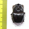 Copris sp.  Zimbabwe - INSECTS-STORE.RU