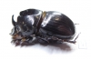 Copris sp.  Zimbabwe - INSECTS-STORE.RU