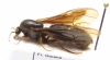 Formicidae sp.  French Guiana - INSECTS-STORE.RU