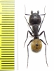 Formicidae sp.  South Africa Rep. - INSECTS-STORE.RU