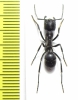 Formicidae sp.  South Africa Rep. - INSECTS-STORE.RU