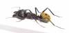 Formicidae sp.  South Africa Rep. - INSECTS-STORE.RU