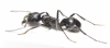 Formicidae sp.  South Africa Rep. - INSECTS-STORE.RU