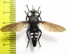 Asilidae sp.  Madagascar - INSECTS-STORE.RU