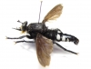 Asilidae sp.  Madagascar - INSECTS-STORE.RU