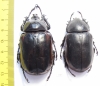 Eupatorus hardwickei cantori, pair  Myanmar 57mm - INSECTS-STORE.RU