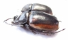 Eupatorus hardwickei cantori, pair  Myanmar 57mm - INSECTS-STORE.RU
