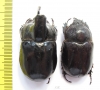 Dichodontus grandis, pair  Malaysia  49mm - INSECTS-STORE.RU