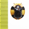 Chrysomelidae sp.  Cameroon - INSECTS-STORE.RU