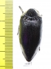 Sternocera orissa ssp.  Zimbabwe - INSECTS-STORE.RU