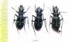 Pseudoxycheila sp., pair  Panama - INSECTS-STORE.RU