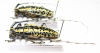 Deliathis flavis, pair  Guatemala  35/34mm - INSECTS-STORE.RU