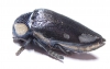 Sternocera orissa ssp.  Zimbabwe - INSECTS-STORE.RU