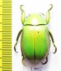 Chrysina neotenochca  Mexico - INSECTS-STORE.RU