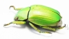 Chrysina neotenochca  Mexico - INSECTS-STORE.RU