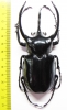 Chalcosoma caucasus janssensi  Indonesia, Sumatra 112mm - INSECTS-STORE.RU