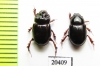 Orphninae sp., pair  Madagascar - INSECTS-STORE.RU