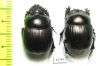 Dichotomius lycas  Brasilia - INSECTS-STORE.RU
