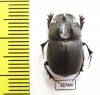 Copris sp.  Botswana - INSECTS-STORE.RU