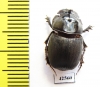 Copris sp.  Botswana - INSECTS-STORE.RU