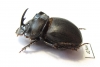 Copris sp.  Botswana - INSECTS-STORE.RU