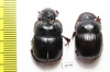 Catharsius sp., pair  India - INSECTS-STORE.RU