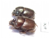 Onthophagus sp., pair  India - INSECTS-STORE.RU