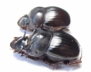 Catharsius sp., pair  India - INSECTS-STORE.RU